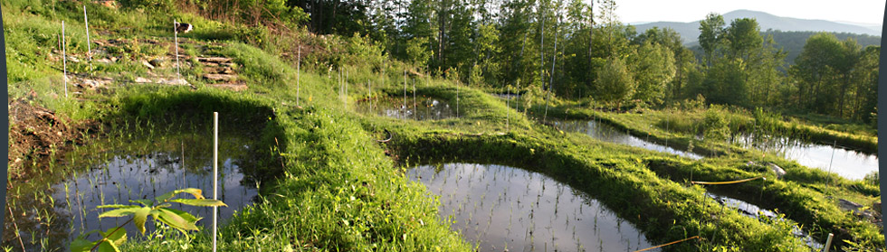 Mare en permaculture