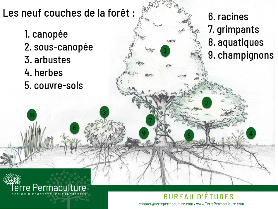 Les neuf 9 couches de la forêt comestibles nourricière permaculture
