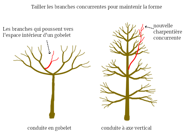 conduite branches concurrente charpentière permaculture taille fruitiers