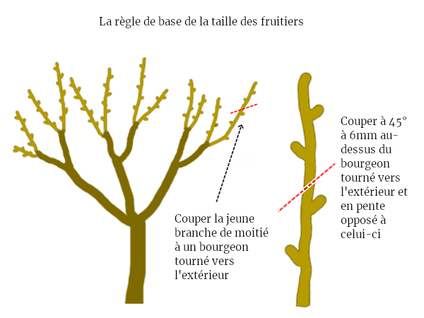 regle de base taille arbres fruitiers permaculture