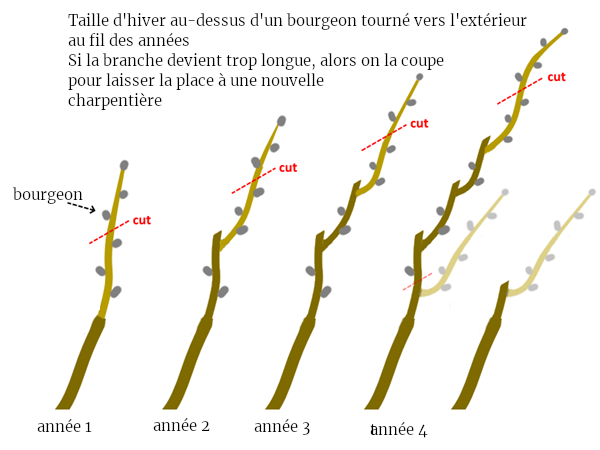 taille charpentière permaculture branches fruitiers