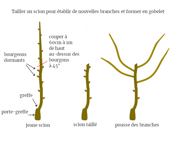 taille de formation d un scion permaculture