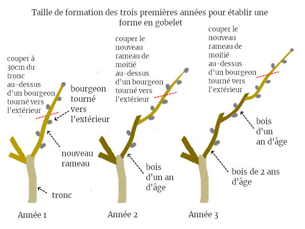 Mesure de la hauteur d'un arbre