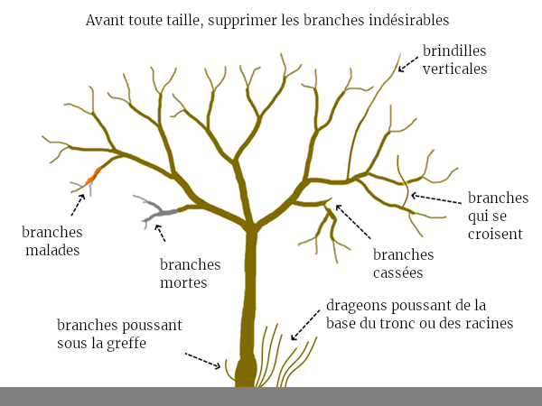 taille des fruitiers permaculture coupe