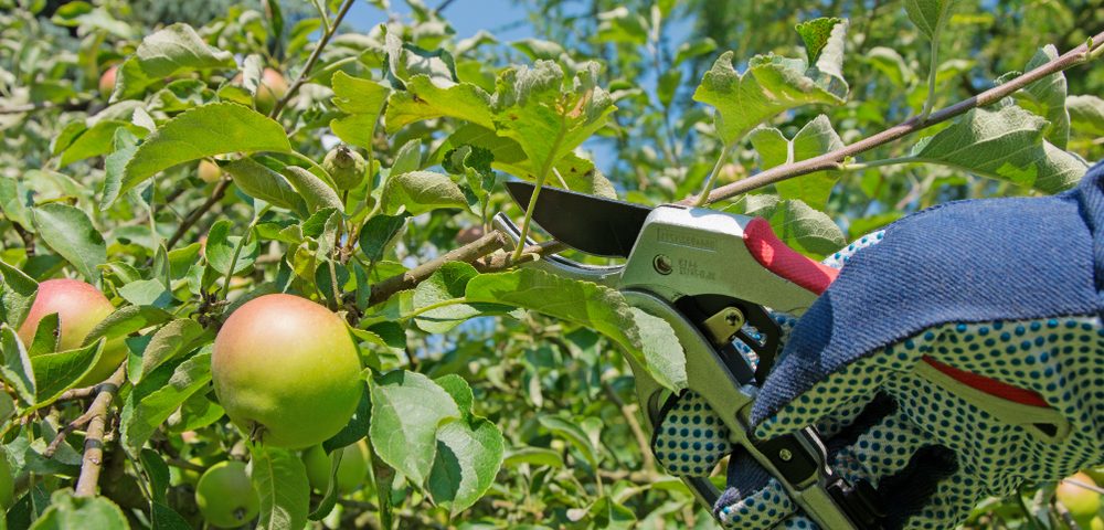 taille fruitier sécateur permaculture