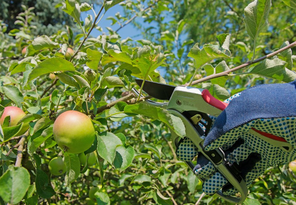 taille fruitier sécateur permaculture