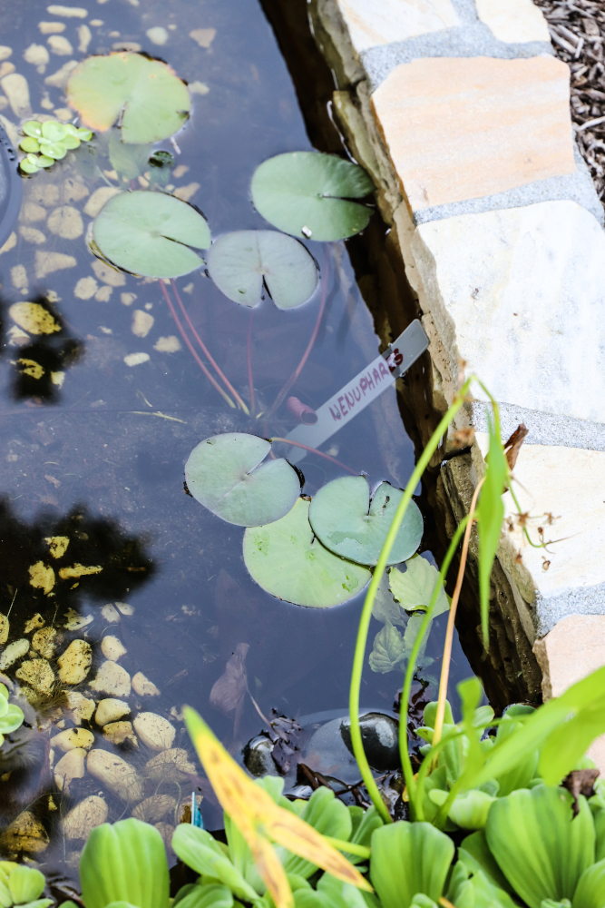 bassin mare canal en permaculture hotel