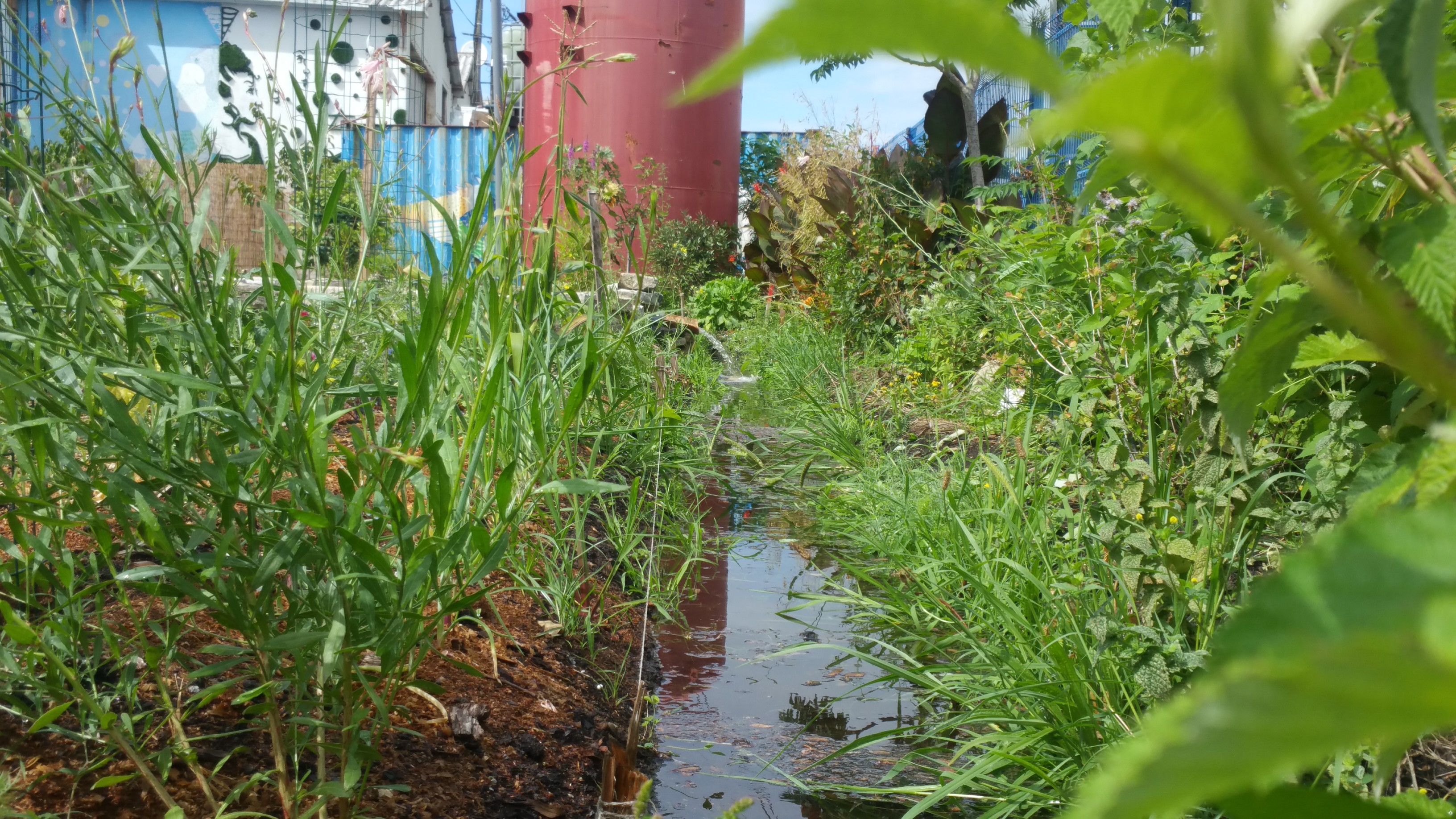 La mare coule dans le swale dans une jungle urbaine