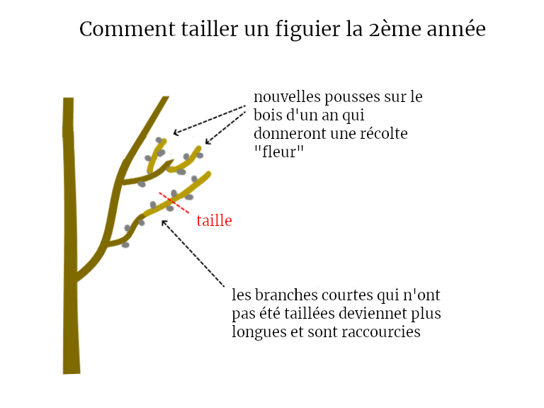 taille d'un figuier deuxieme annee permaculture fruitiers bureau d'études