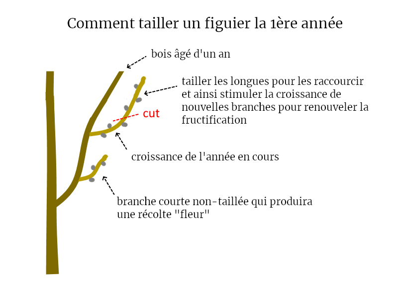 taille d'un figuier premiere annee permaculture fruitiers bureau d'études