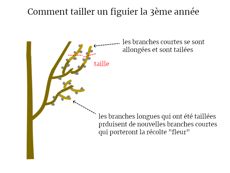 taille d'un figuier troisième annee permaculture fruitiers bureau d'études permaculture