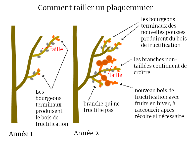 taille plaqueminier kaki permaculture