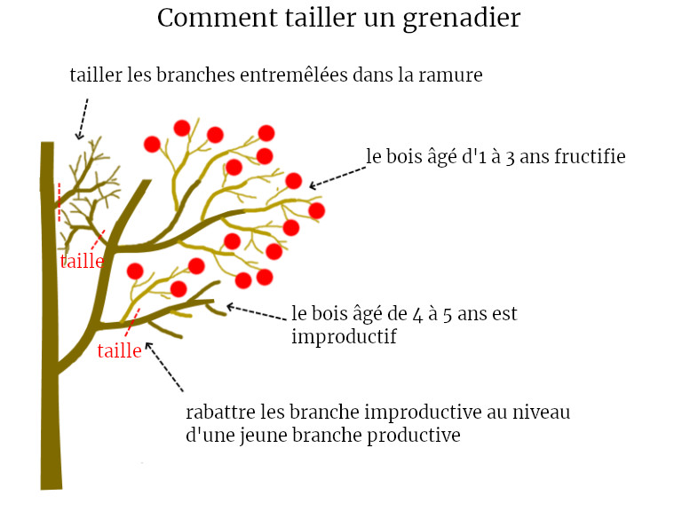 tailler-un-grenadier-permaculture