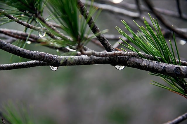 transpiration arbre évapotranspiration eau pluie