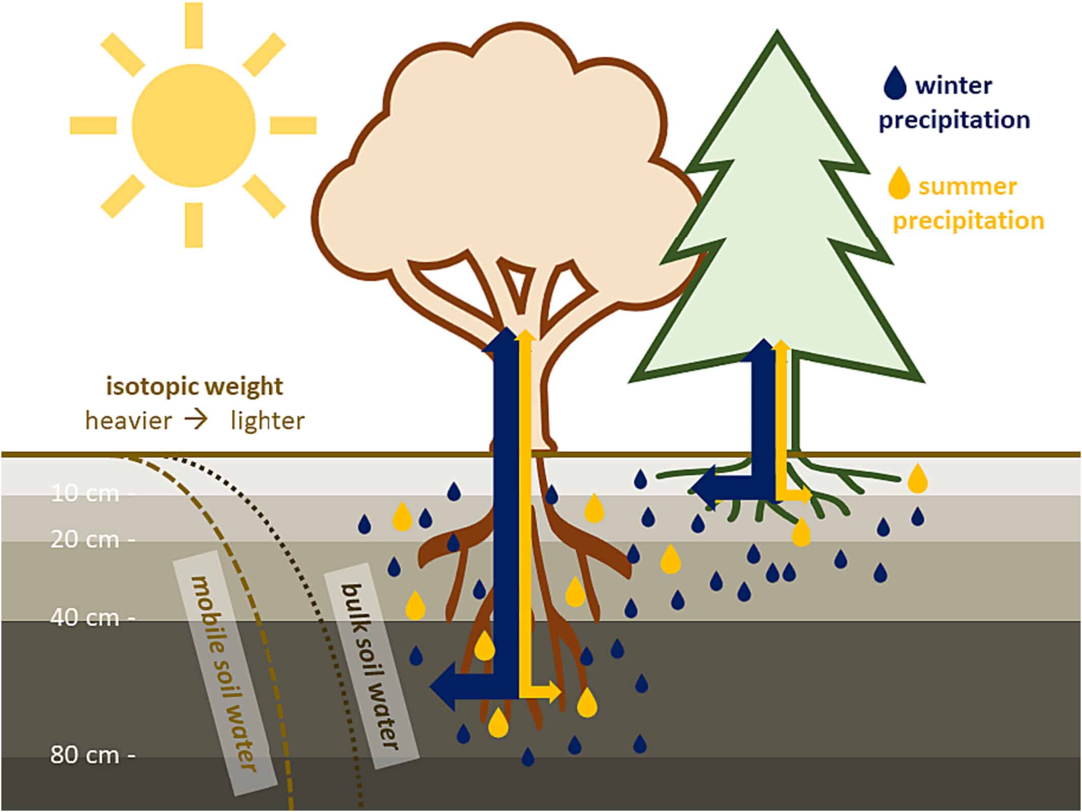pluie hivernale eau sol transpiration