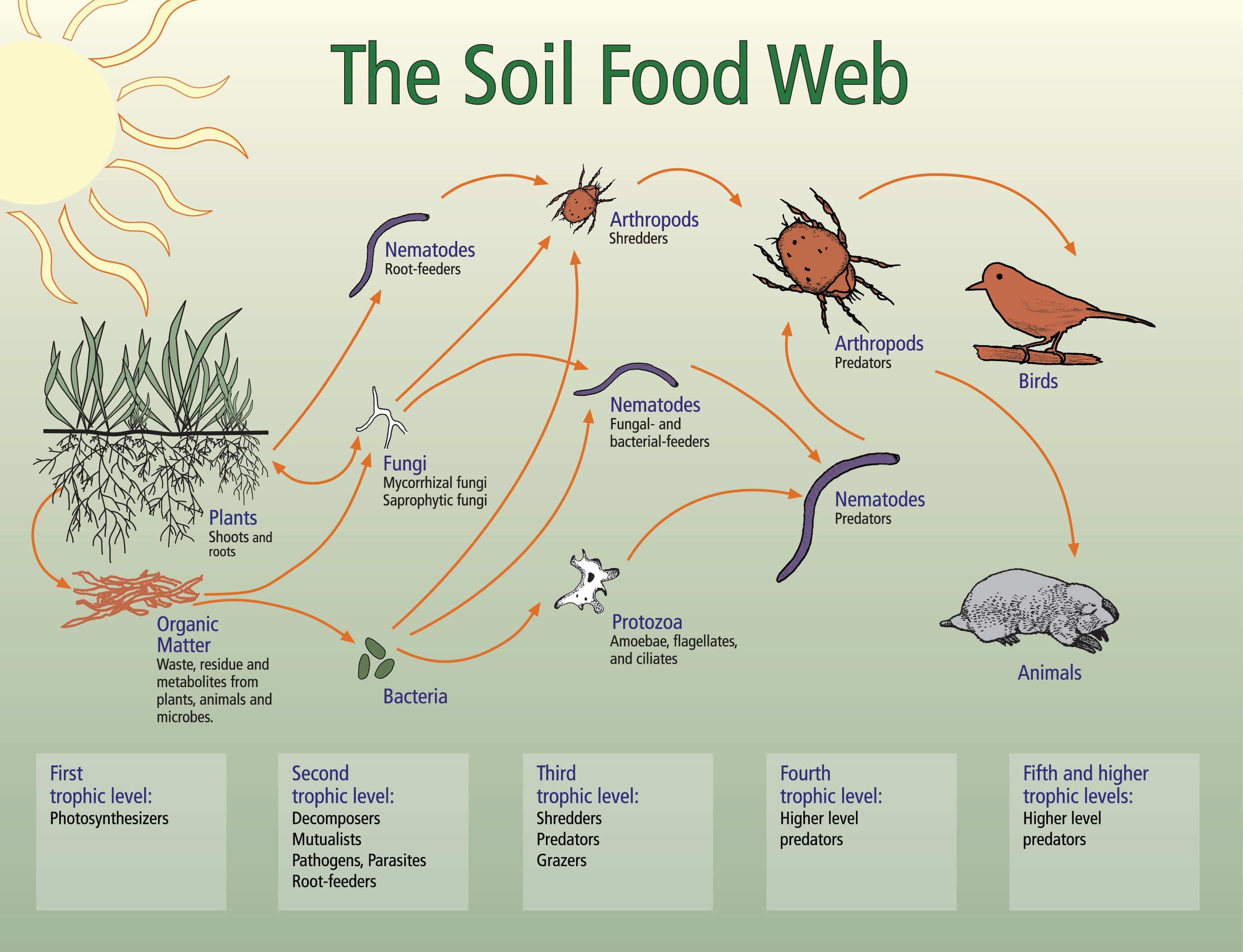 soil food web fertilité vie du sol microorganismes sol vivant