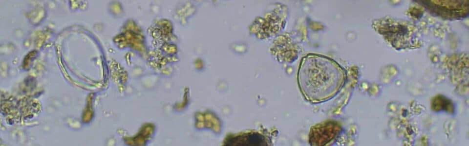 sol_microorganismes_the_de_compost_permaculture